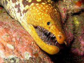 Tiger Moray