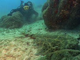 Dive with angel shark in Gran Canaria