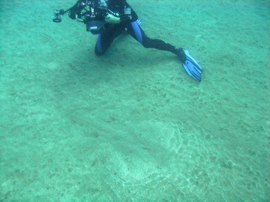 It can be difficult to spot an angel shark in the sand