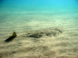 angel shark Canary Islands