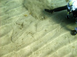 Der Tauchlehrer wedelt etwas Sand weg, um die Schwanzflosse des Engelhais sichtbar zu machen.