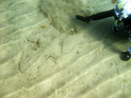 Angel sharks in Gran Canaria do not pose a threat to divers