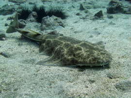 Angelshark on the suface in Gran Canaria