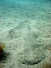 In Gran Canaria diving centres often find the critically endangered angel shark