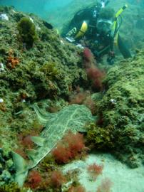 In Gran Canaria diving centres often find the critically endangered angel shark