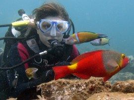 Brightly coloured parrotfish are common in the Marine Reserve