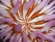 See these colourful anemones when you dive in Gran Canaria with us