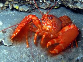 Dit Canarische Kreeftje is een van de kleurrijke hoogtepunten van de El Cabrón Marine reserve.