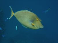 This Unicornfish was just below the surface and photographed while snorkeling!