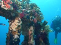 Bucea en los coloridos arrecifes o pecios cubiertos de esponjas, corales y anémonas