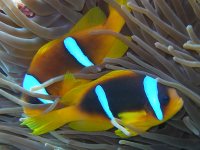Can you find Nemo? This pair were found in the Red Sea