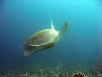 Tortugas, buceando o haciendo snorkel (gafas y tubo) en el mar Rojo.
