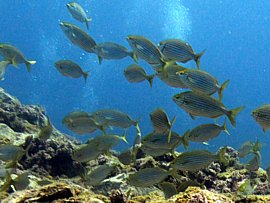 Dive alongside a shoal of Gold Striped Bream in the Canary Islands