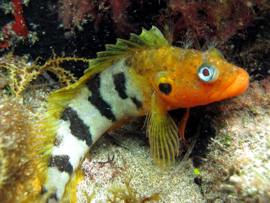 En el otoño de encontrar la blenni diablo en colores apareamiento completo