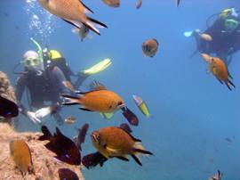 La reserva marina de El Cabrón cerca de Arinaga tiene una fauna variada con muchos peces de colores para los buceadores poder nadar con ellos.