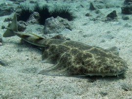 Die vom Aussterben bedrohten Engelhaie können im Meeres-Reservat beobachtet werden.