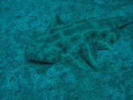 Diving with sharks canaries