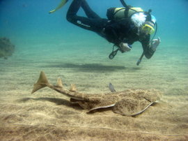 De engel haai kan worden gevonden voor een groot deel van het jaar in de El Cabrón Marine Reserve op de Canarische Eilanden 