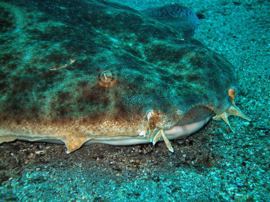 Angel sharks in Gran Canaria do not pose a threat to divers
