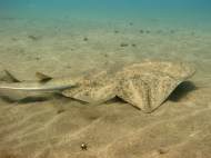 The Angelshark can be found for much of the year in the reserve