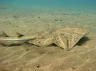 Get close to the angel shark when diving in Gran Canaria