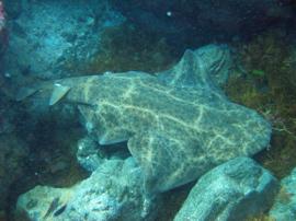 Camouflagepatroon op een engelenhaai in Gran Canaria