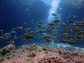 Damselfish can be easily seen from the surface