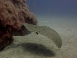 Butterfly Rays are commonly found in the Canaries in winter
