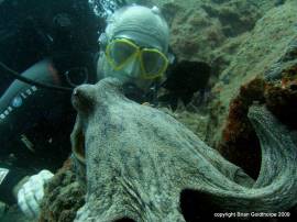 Bucea hasta cerca de un pulpo en las Islas Canarias