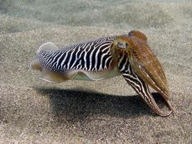 On your PADI Open Water Course meet unusual species such as the cuttlefish