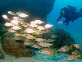 Gran Canaria´s best dive site