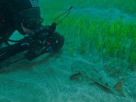 An diver photographs a baby angel shark in Gran canaria
