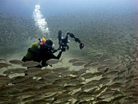 This shoal of grunts is one of the highlights of the El Cabrón Marine reserve in Gran canaria