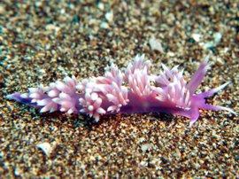 Brightly coloured nudibranch - flabelina