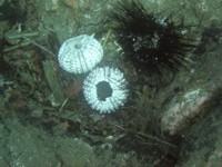 We are finding a lot of bleached sea-urchin shells in the el Cabrón Marine Reserve