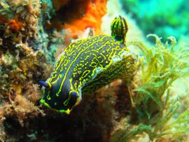 The nudibranch is a strikingly beautiful creature, up to 10cm across