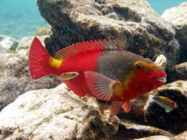 Wanneer u een duik in Gran Canaria's Marine Reserve maakt kunt u papegaaivissen tegenkomen die worden gereinigd in het reinigingstation 