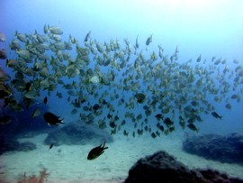 Fish Identification on a PADI Advanced Open Water Course