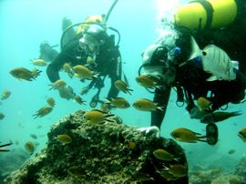 No need to be stoney cold when the warm waters of Gran Canaria with its wonderful marine life awits you