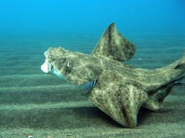 An angel shark shows he is unhappy by asynchronous flapping of his lateral fins and open mouth